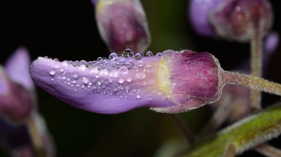 purple flower bud preview