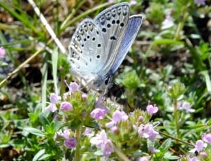 holly   blue  butterfly thumbnail