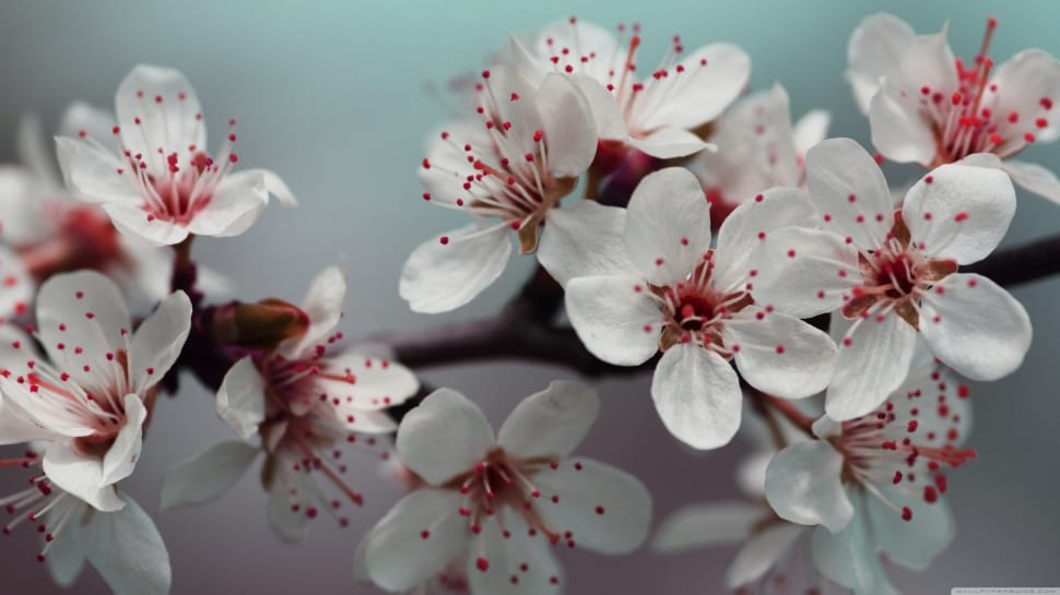 Wallpapers, Photography, Hd, flower, blossom preview