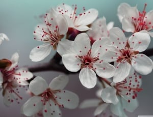 Wallpapers, Photography, Hd, flower, blossom thumbnail