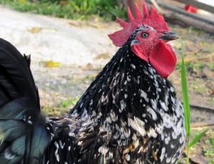 photo of black and white rooster thumbnail