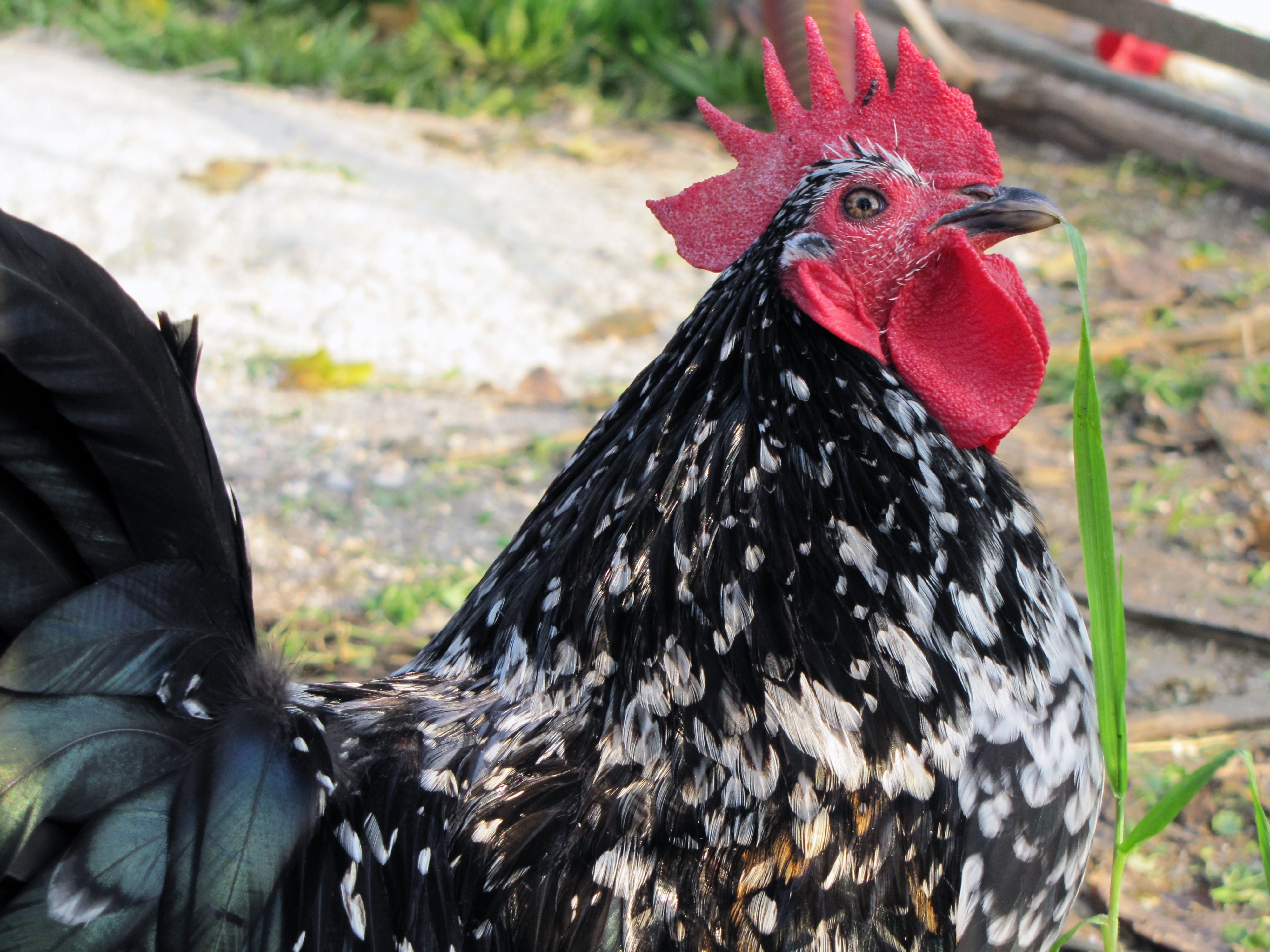 photo of black and white rooster