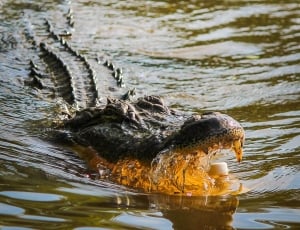 alligator  on swamp thumbnail