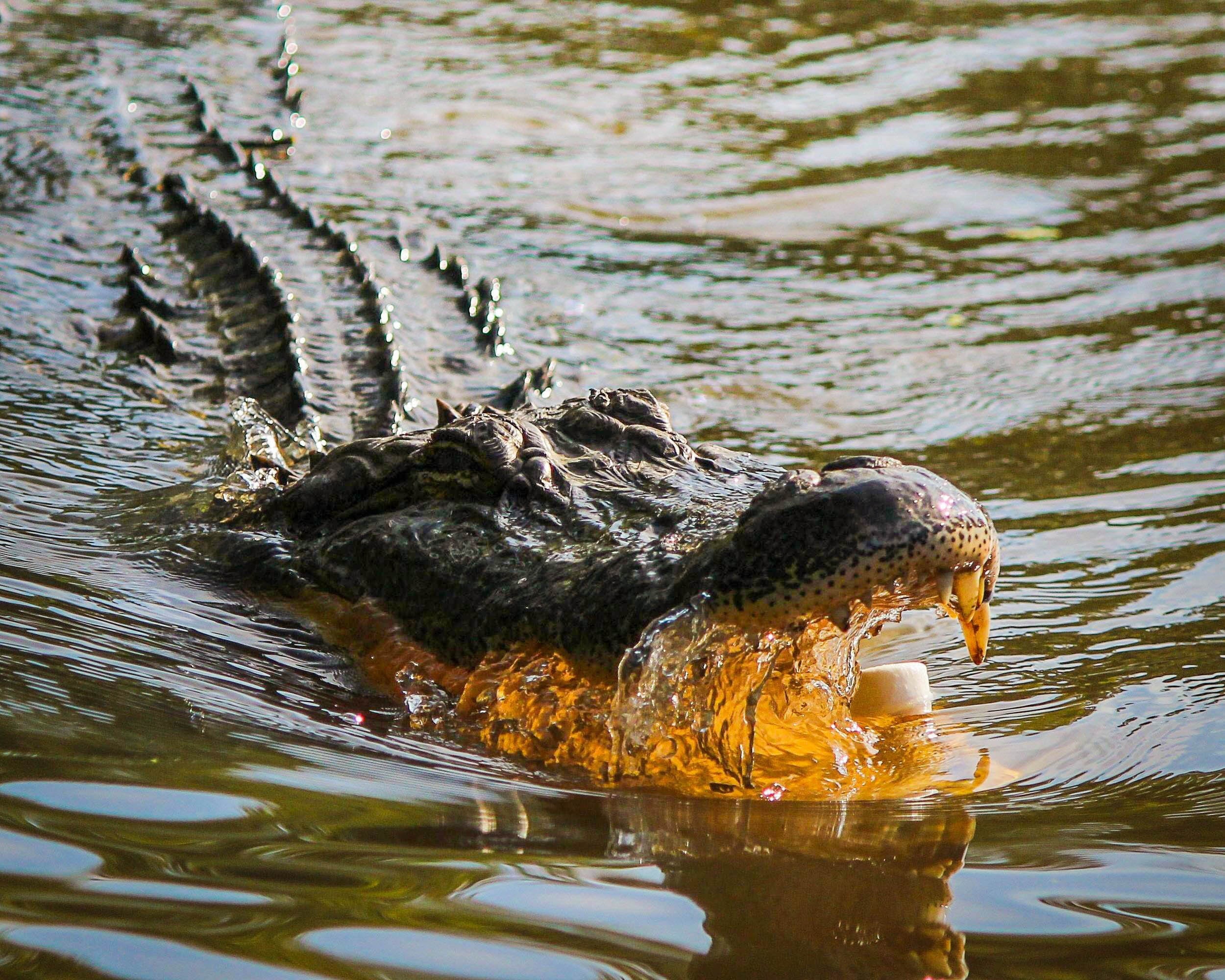 alligator  on swamp