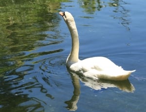 white swan on body of water during daytime thumbnail