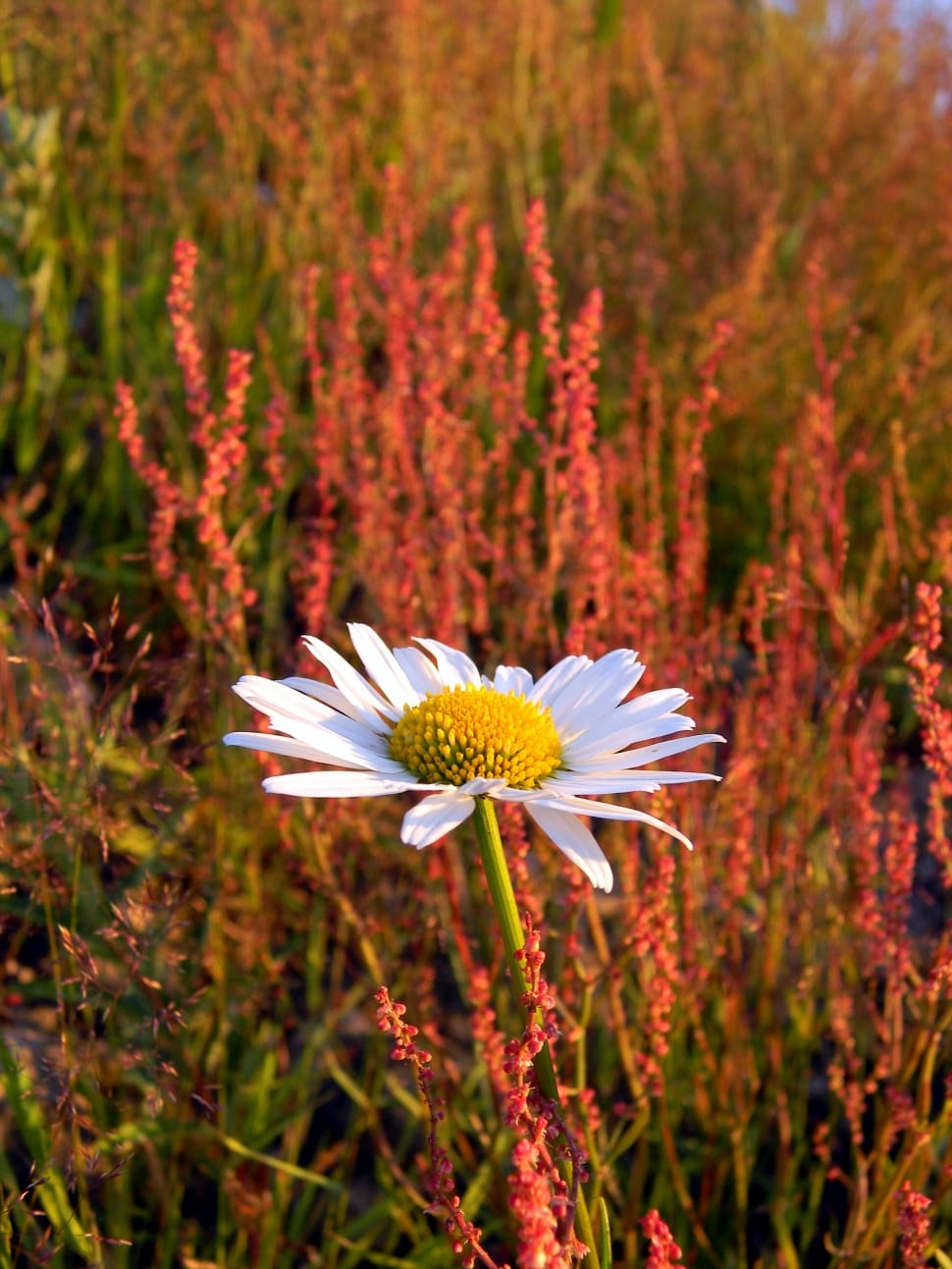 Wild Flowers, Daisy, Wild Herbs, Field, flower, petal preview