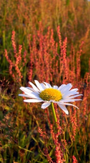 Wild Flowers, Daisy, Wild Herbs, Field, flower, petal thumbnail