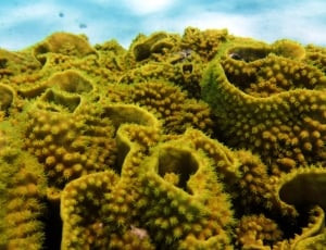 green coral reef thumbnail