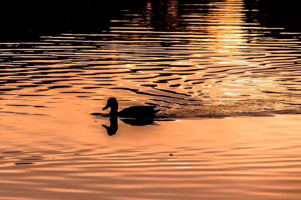 silhouette of duck in body of water preview