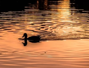 silhouette of duck in body of water thumbnail