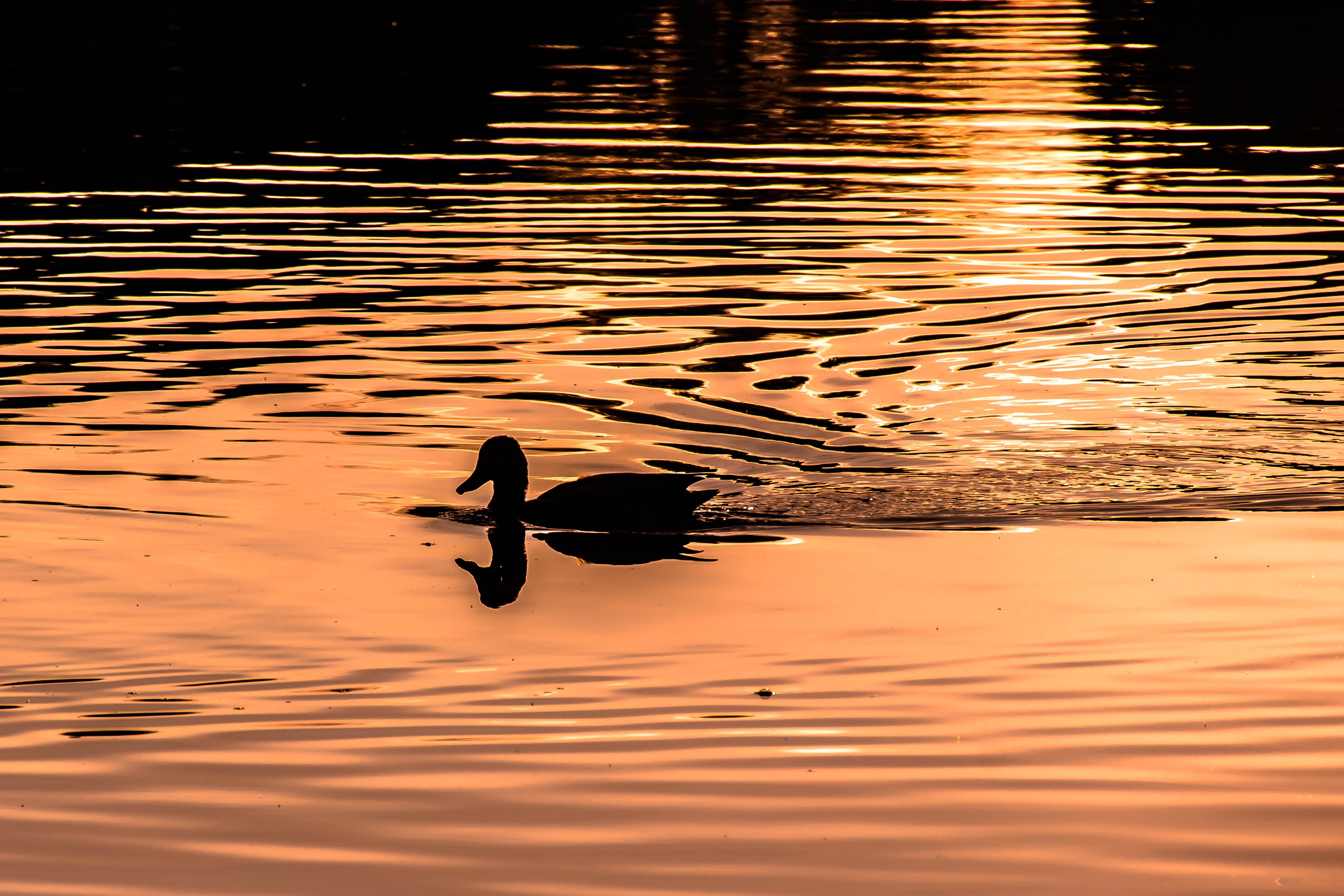 silhouette of duck in body of water