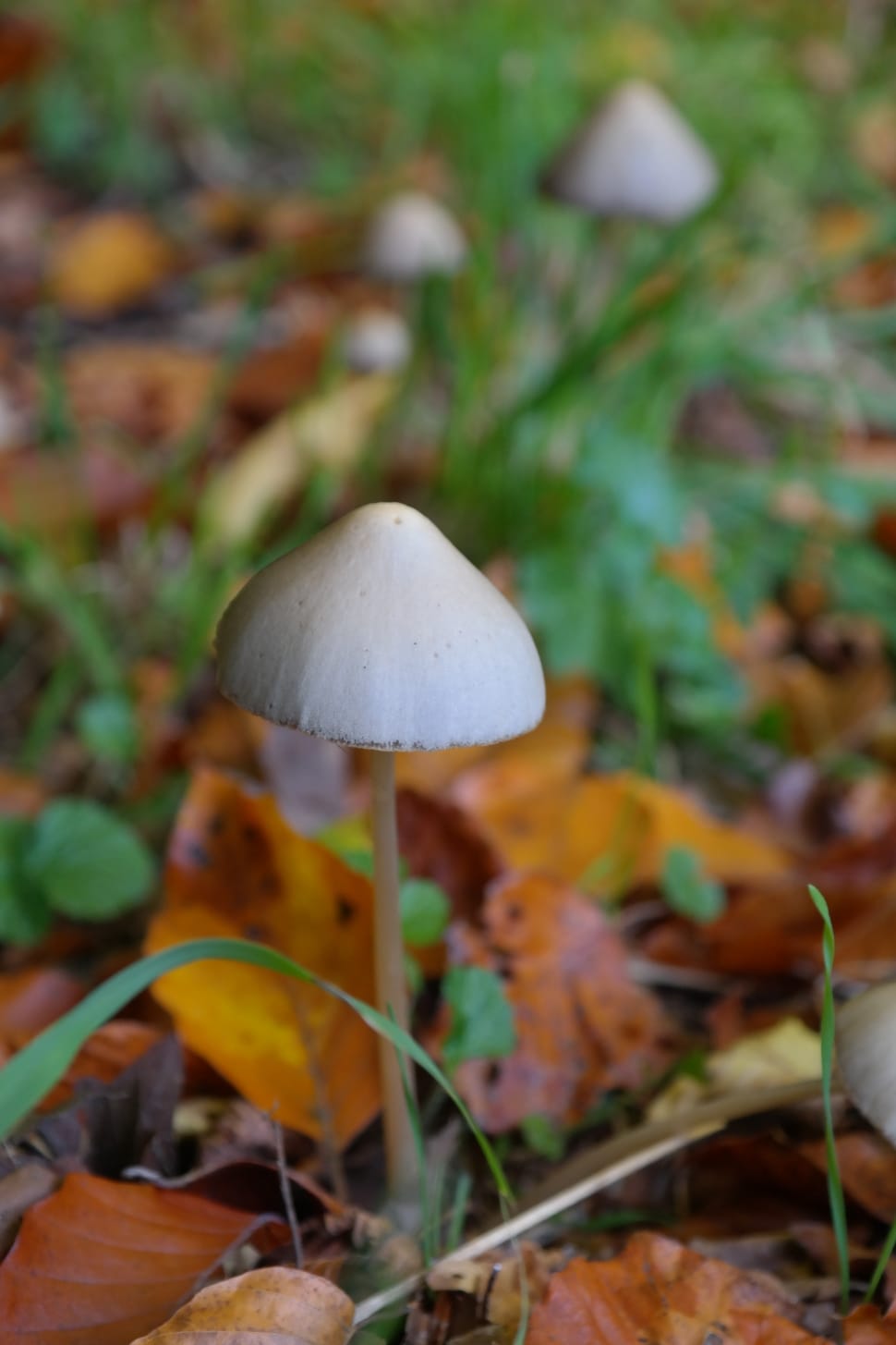 white mushroom preview