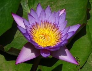 purple and pink lotus thumbnail