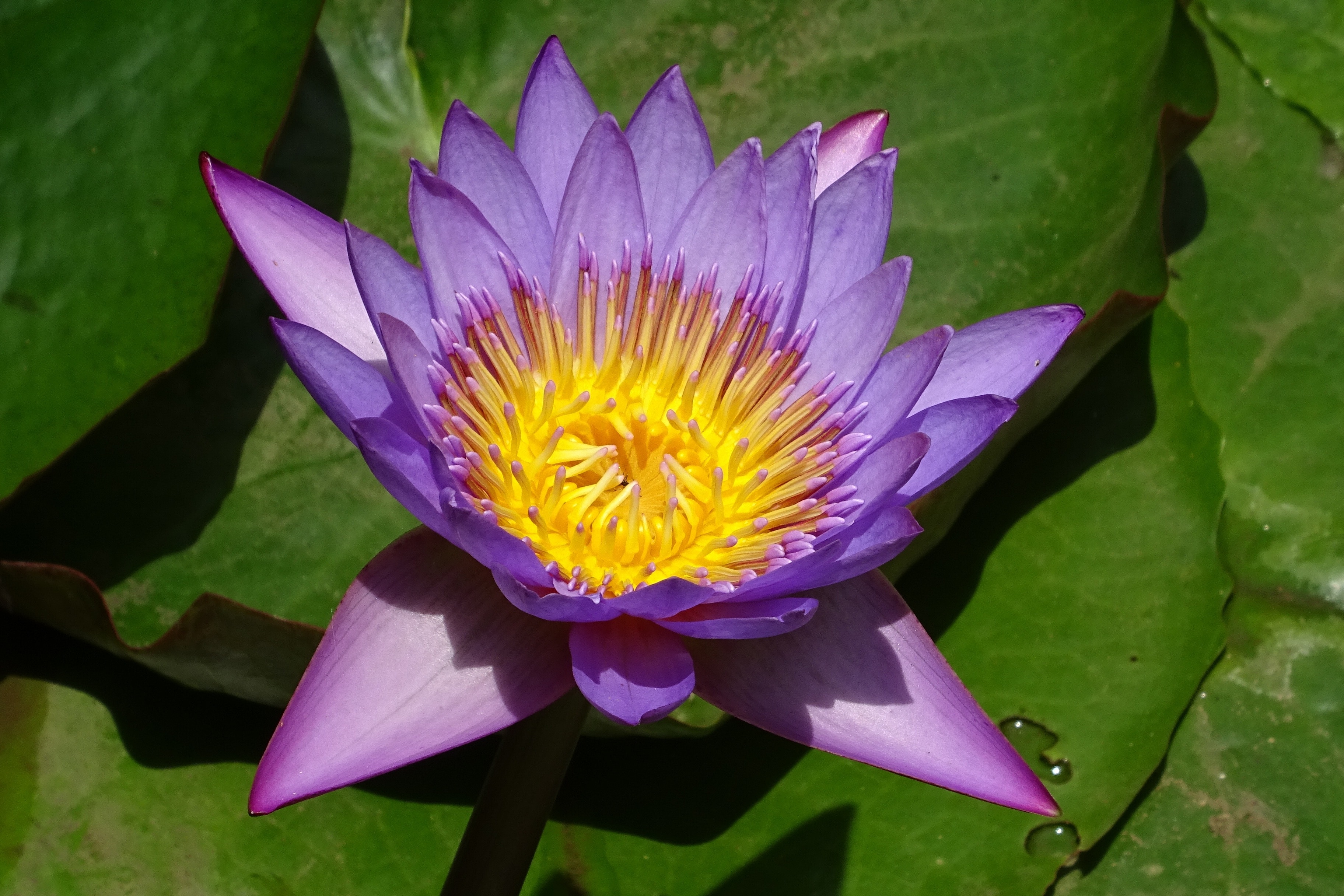 purple and pink lotus