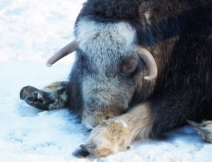 Young Muskox lying in snow thumbnail