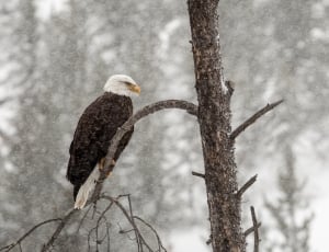 black and white american eagle thumbnail