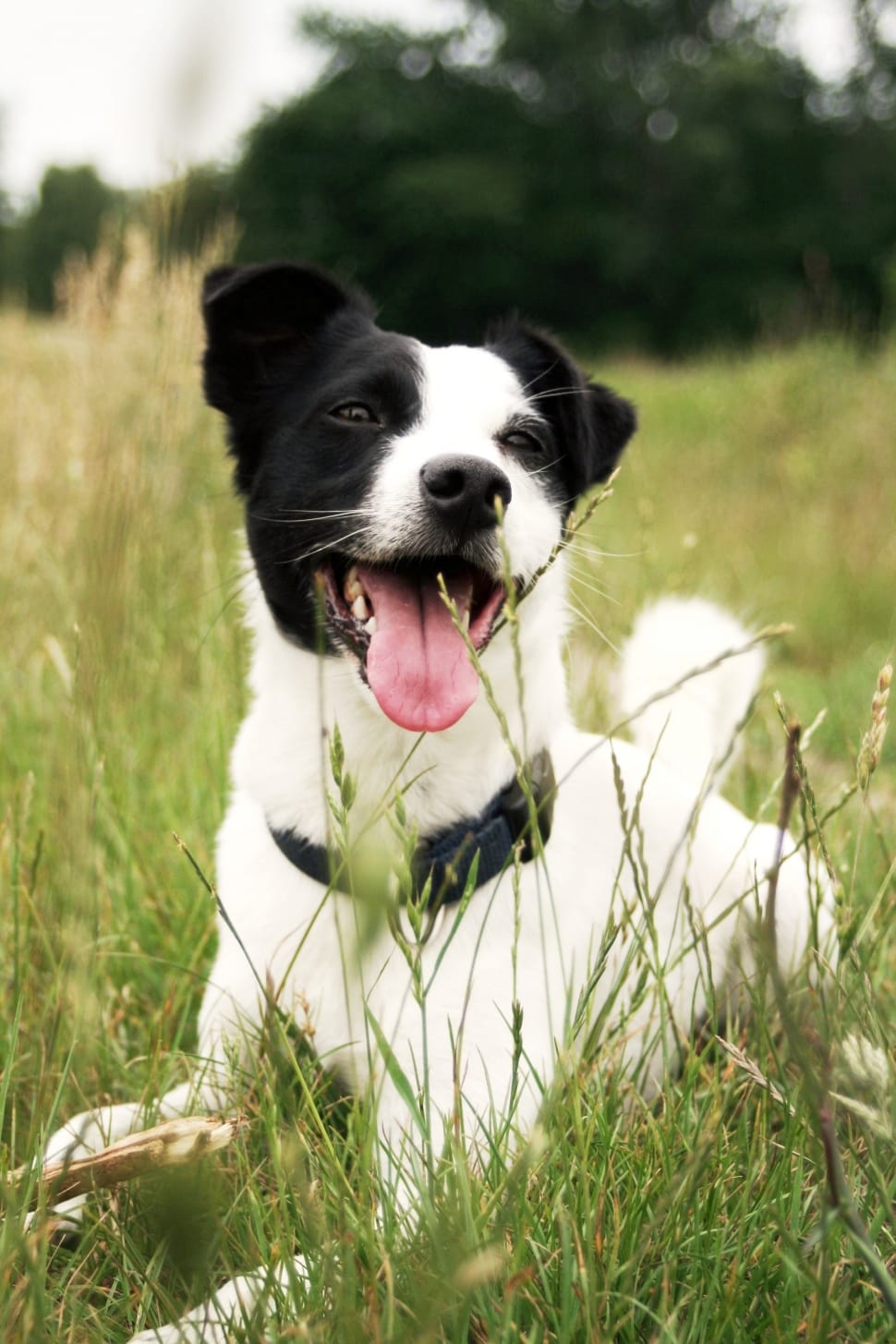 Jack Russell, Grass, Nature, Animal, Dog, dog, pets preview