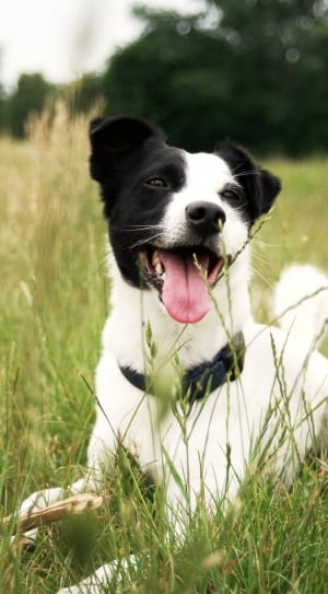 Jack Russell, Grass, Nature, Animal, Dog, dog, pets thumbnail