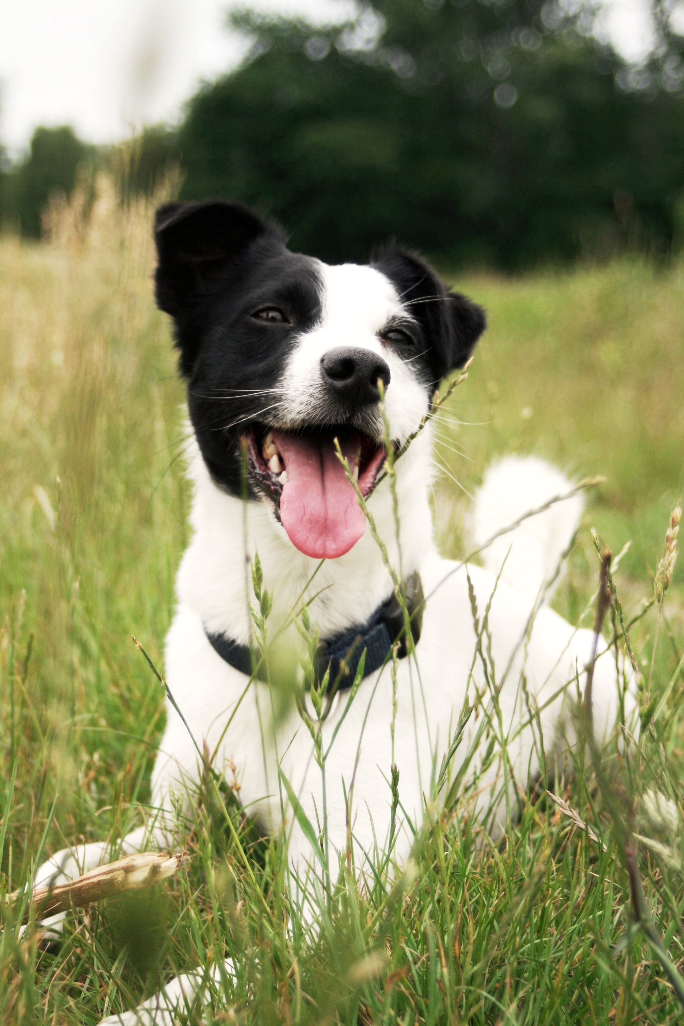 Jack Russell, Grass, Nature, Animal, Dog, dog, pets