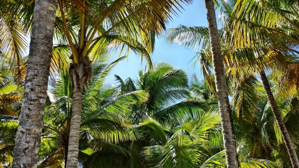 Palm, Coconuts, Palme, Palma, palm tree, tree preview