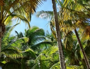 Palm, Coconuts, Palme, Palma, palm tree, tree thumbnail