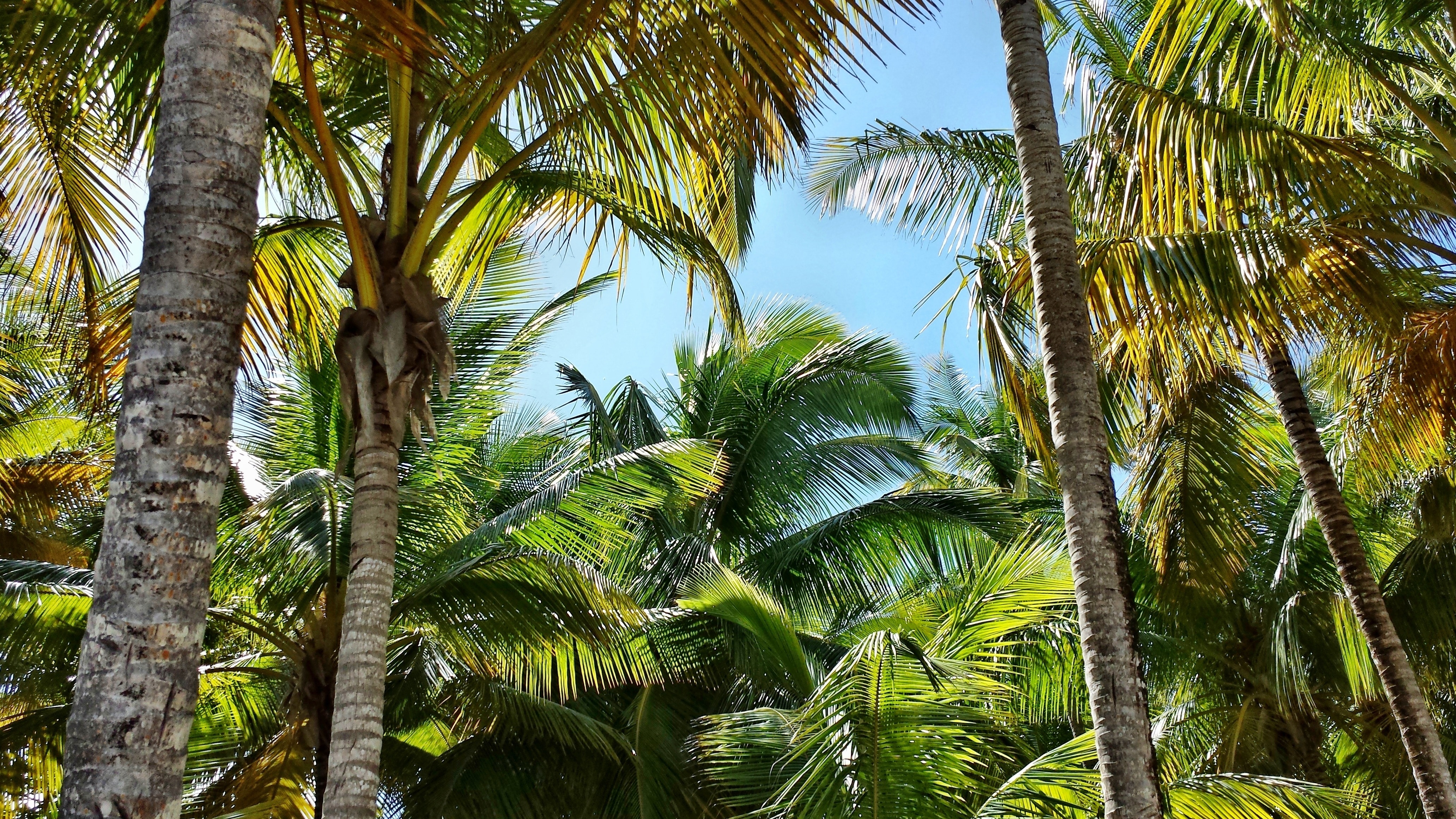 Palm, Coconuts, Palme, Palma, palm tree, tree