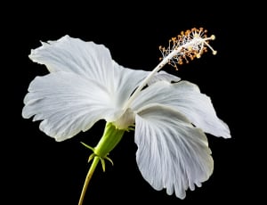 white hibiscus flower thumbnail