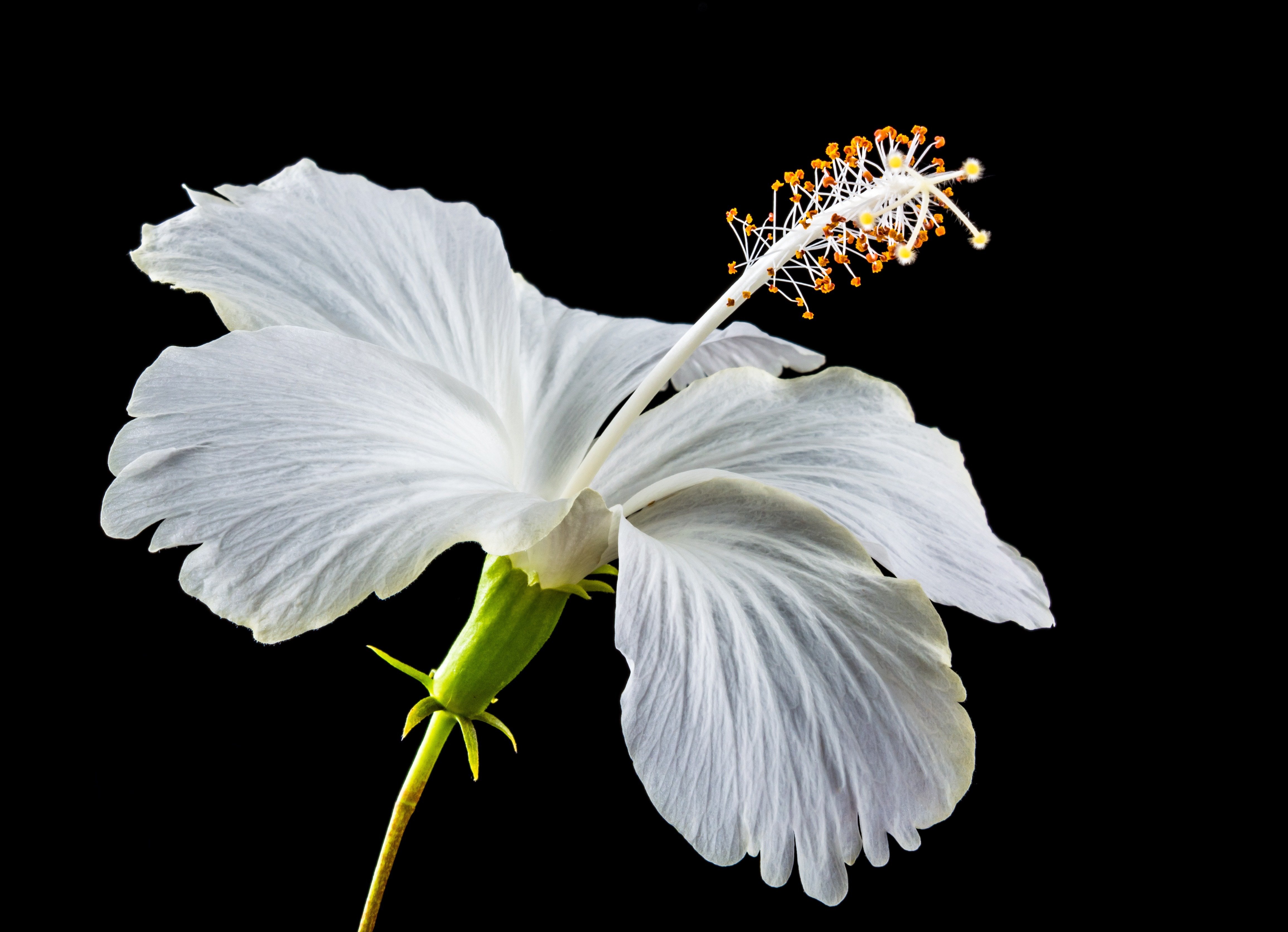 white hibiscus flower