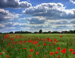 red flowers field thumbnail
