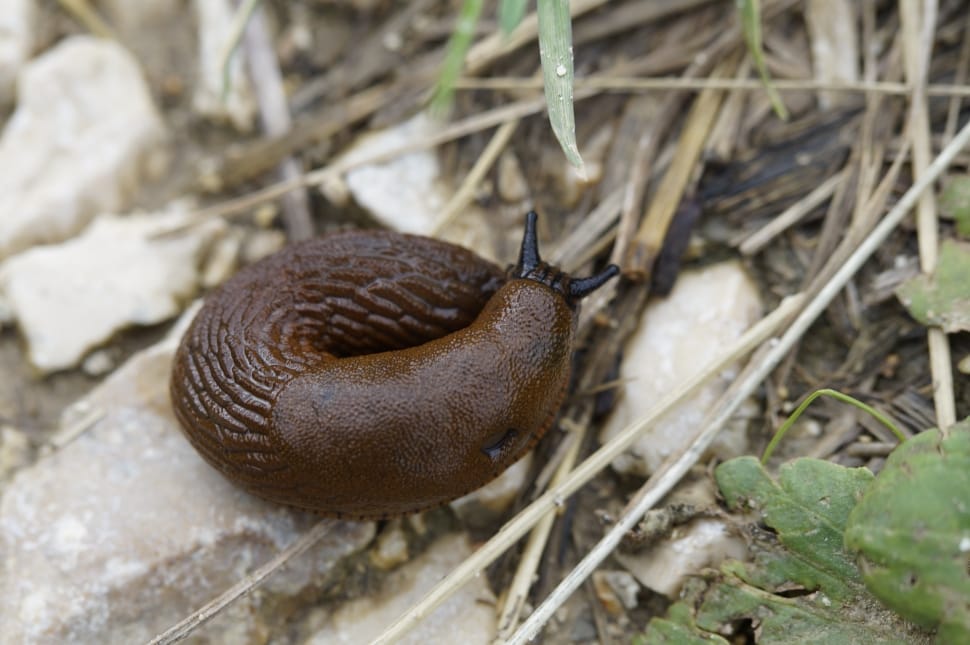 brown slug preview