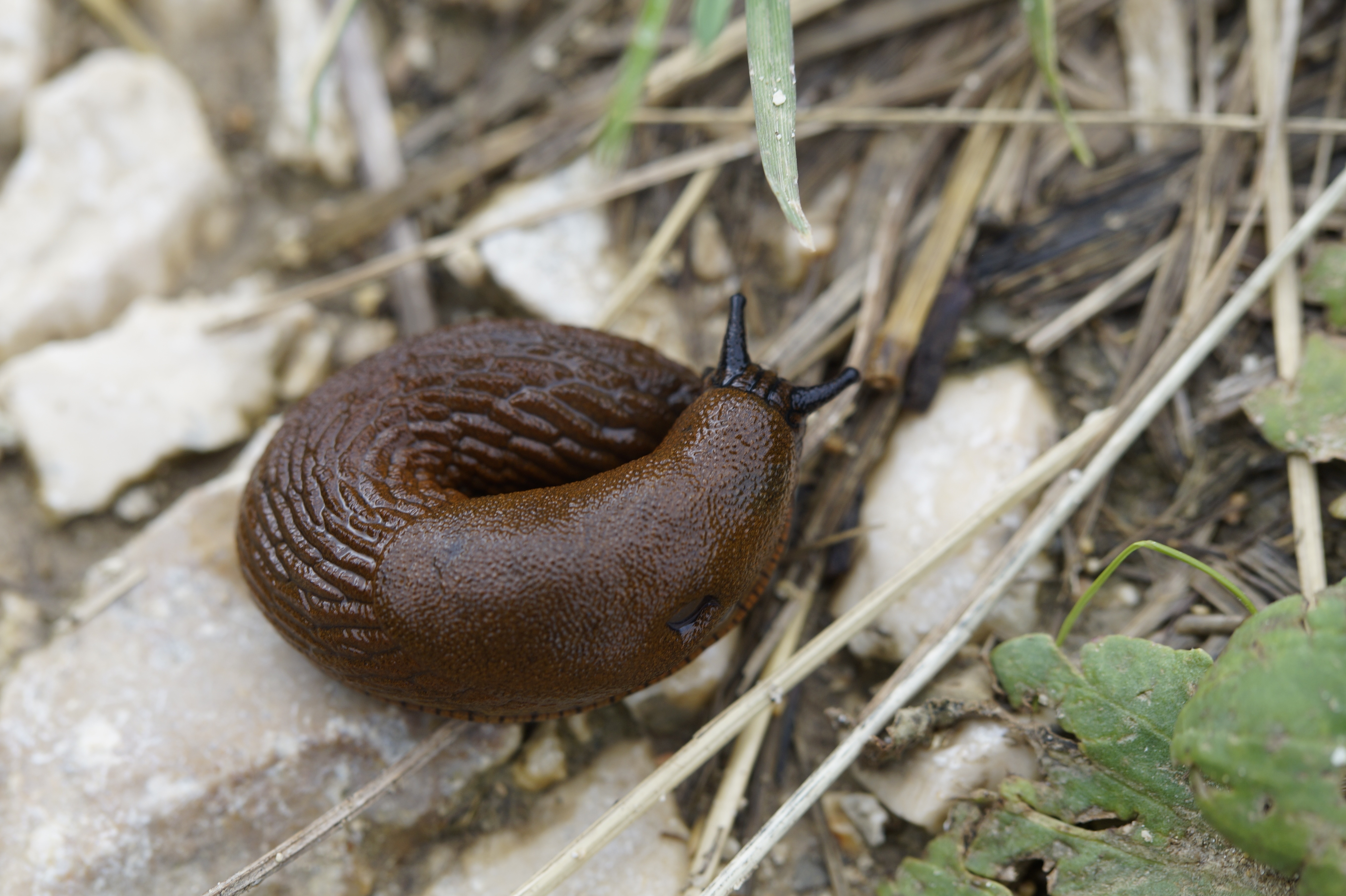 brown slug