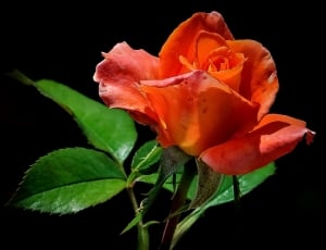Orange, Single, Flower, Rose, Red, leaf, flower thumbnail