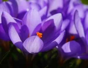 Crocus, Spring, Schwertliliengewaechs, flower, purple free image | Peakpx