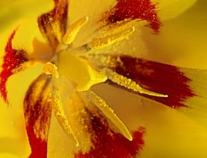 Tulip, Flower, Spring, Macro, yellow, red thumbnail