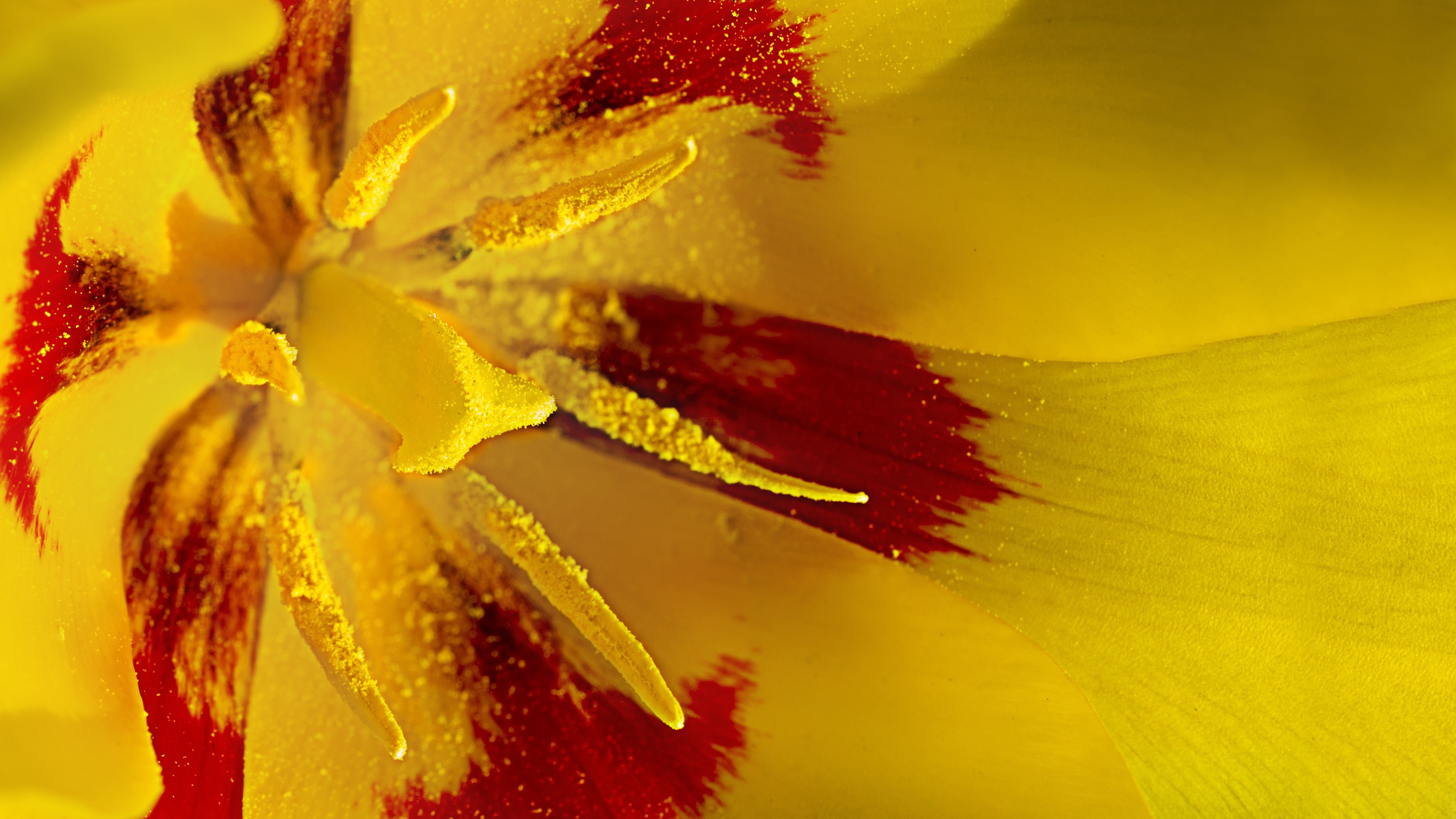 Tulip, Flower, Spring, Macro, yellow, red