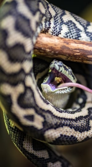 snake, reptile, animal, wood, close-up, selective focus thumbnail