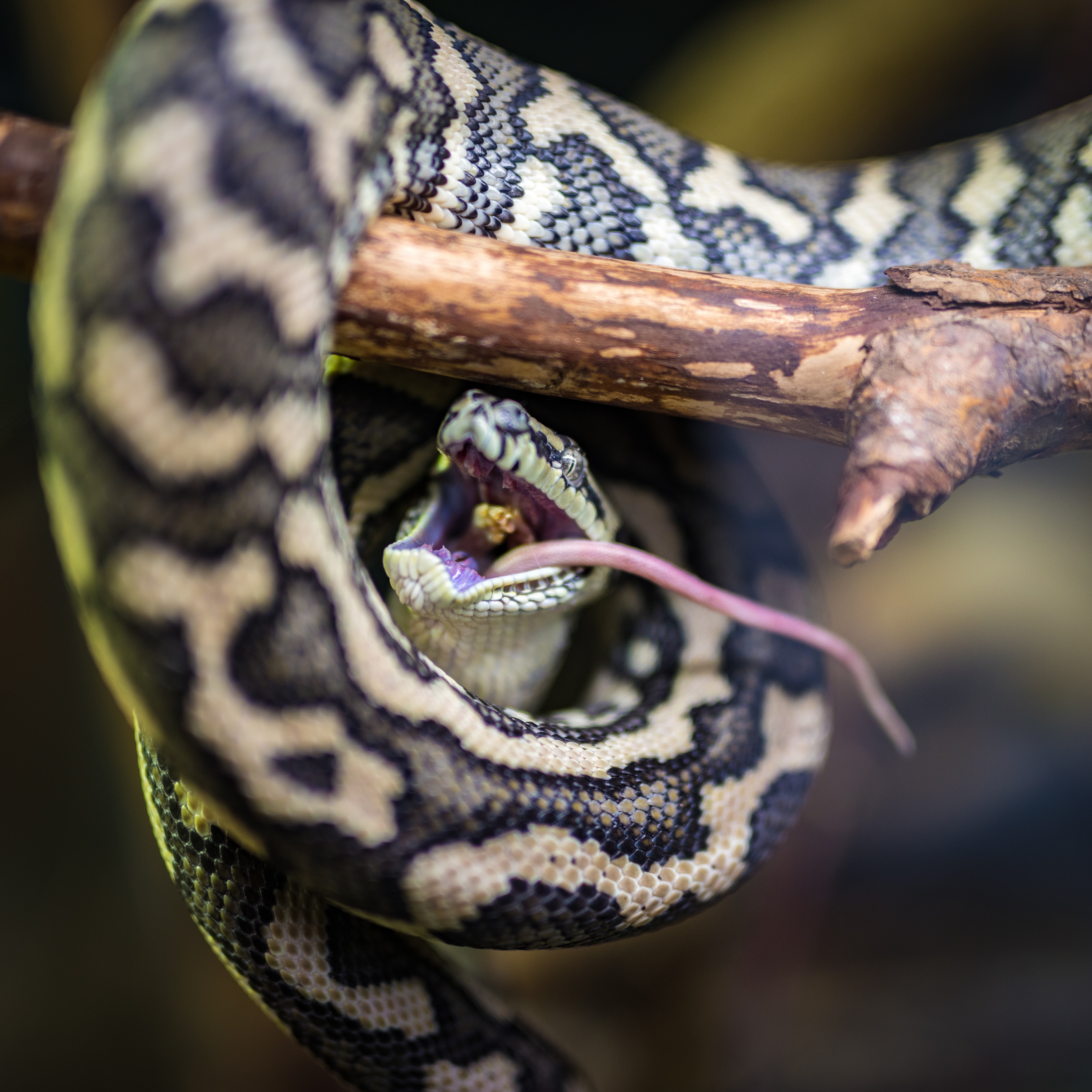 snake, reptile, animal, wood, close-up, selective focus