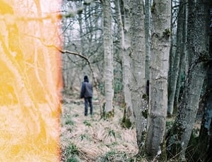 person in grey jacket surrounded by trees under blue sky during daytime thumbnail