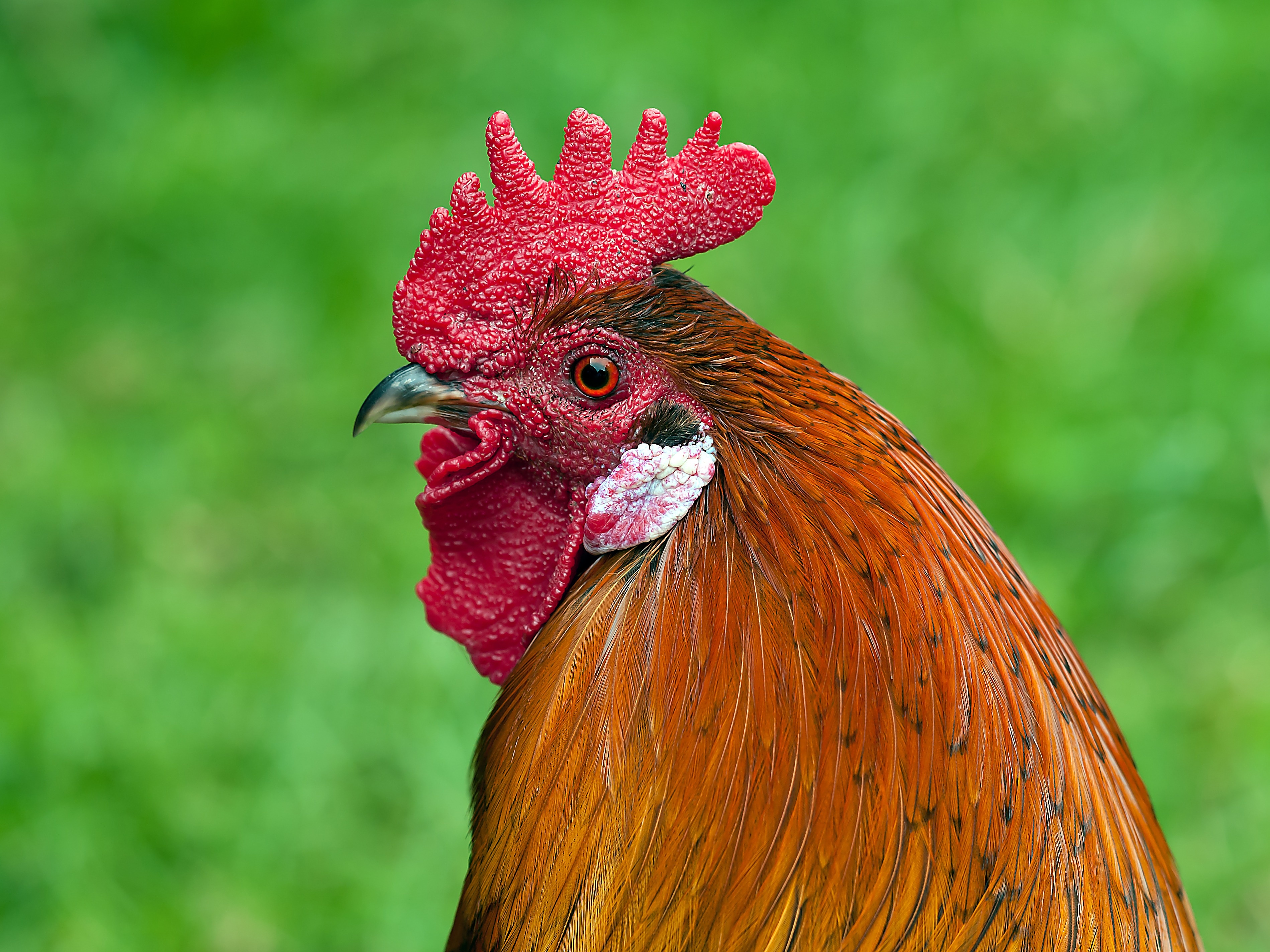 brown rooster