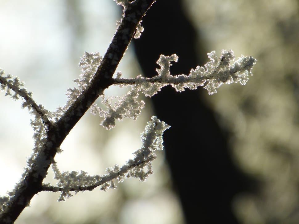 selective focus photography of tree branch with snowflakes preview