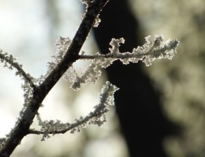 selective focus photography of tree branch with snowflakes thumbnail