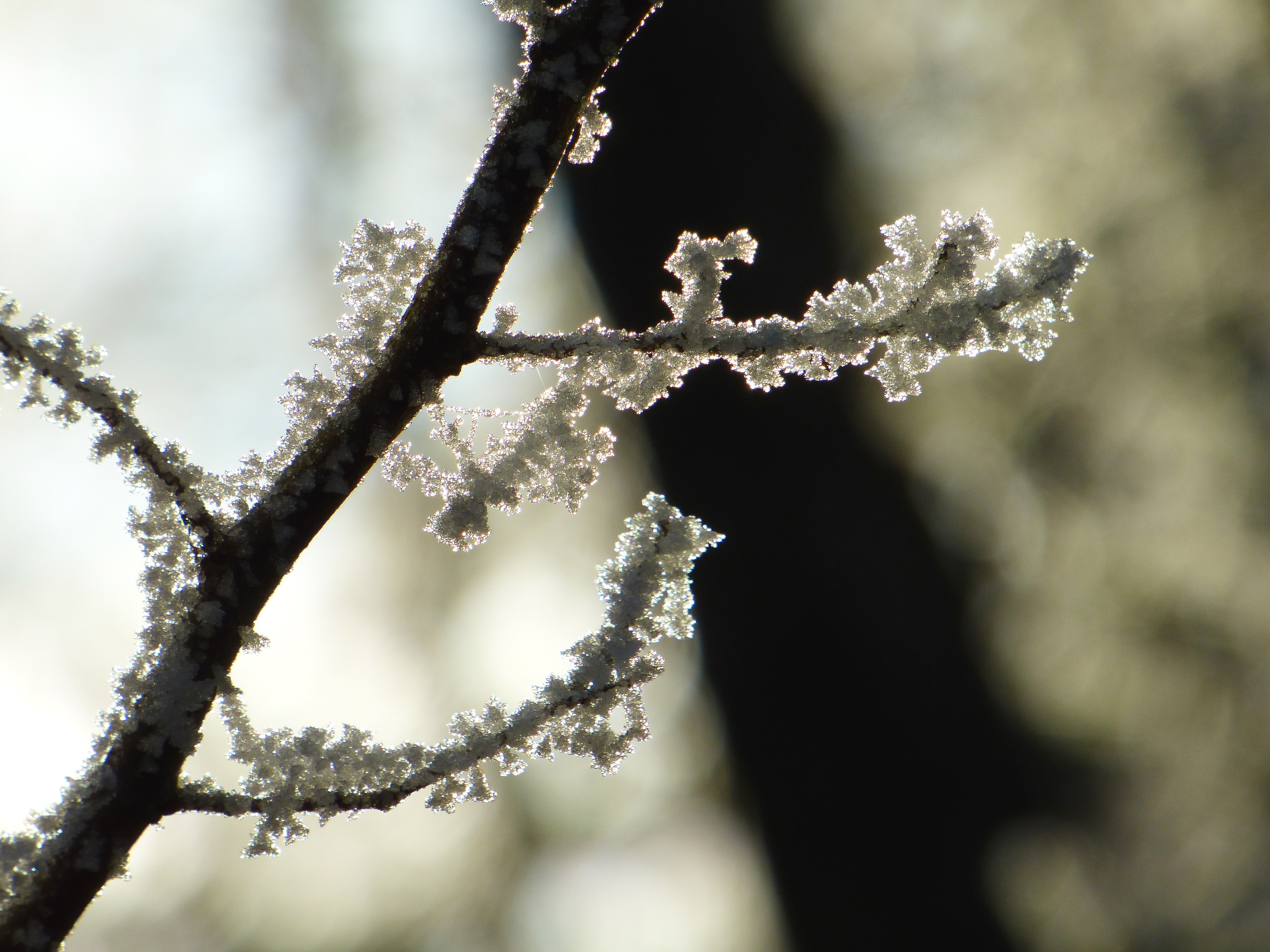 selective focus photography of tree branch with snowflakes