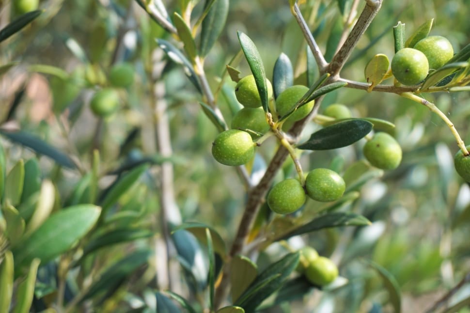 Olive Tree, Olive Branch, Tree, Olives, growth, olive tree preview