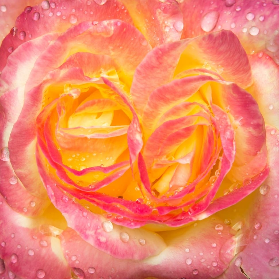yellow-white-and-pink flower with water droplets preview