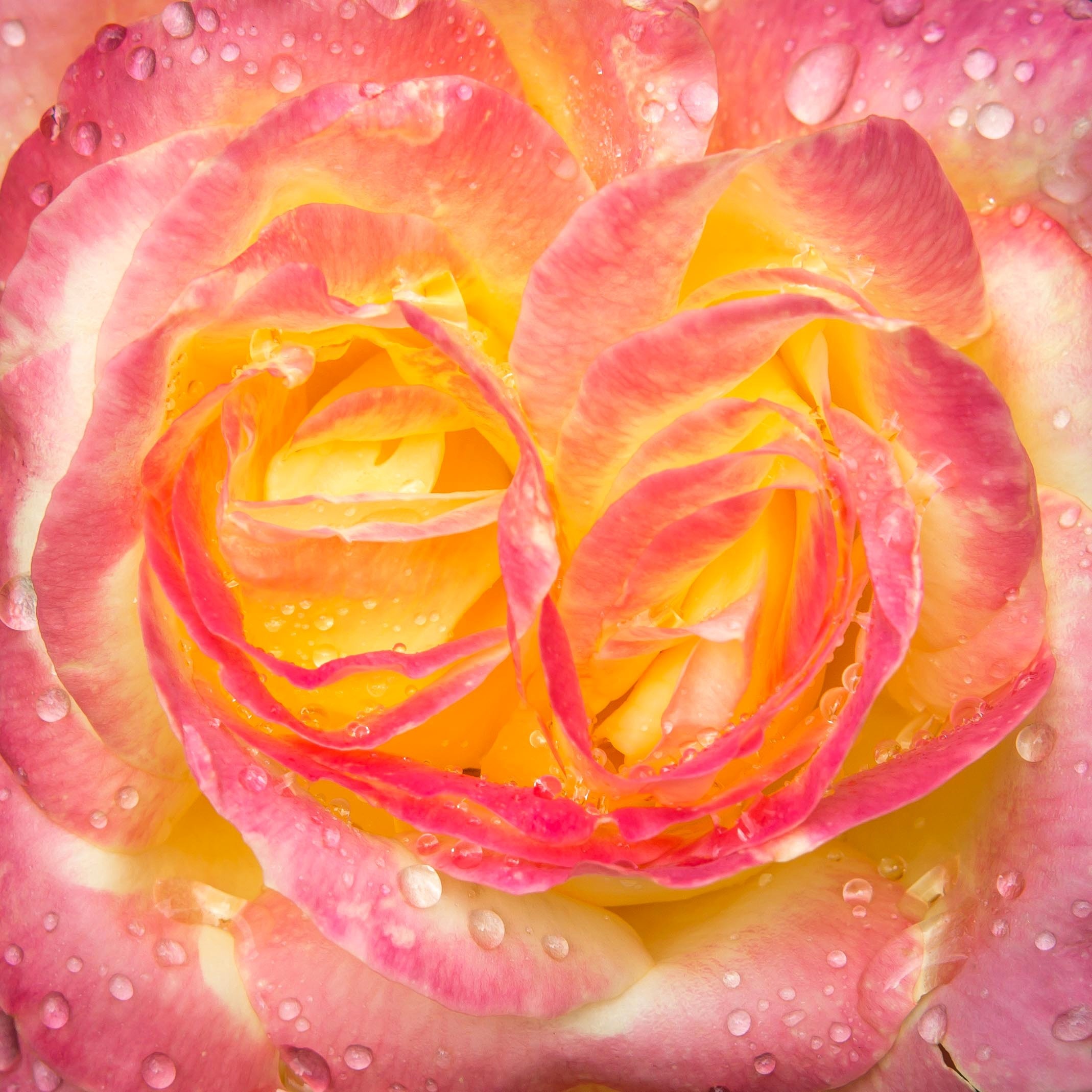 yellow-white-and-pink flower with water droplets