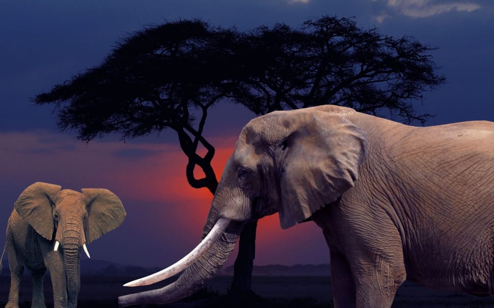 2 elephant illustration preview