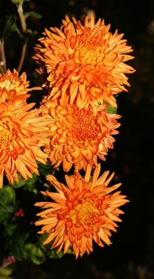 orange flowers lot thumbnail