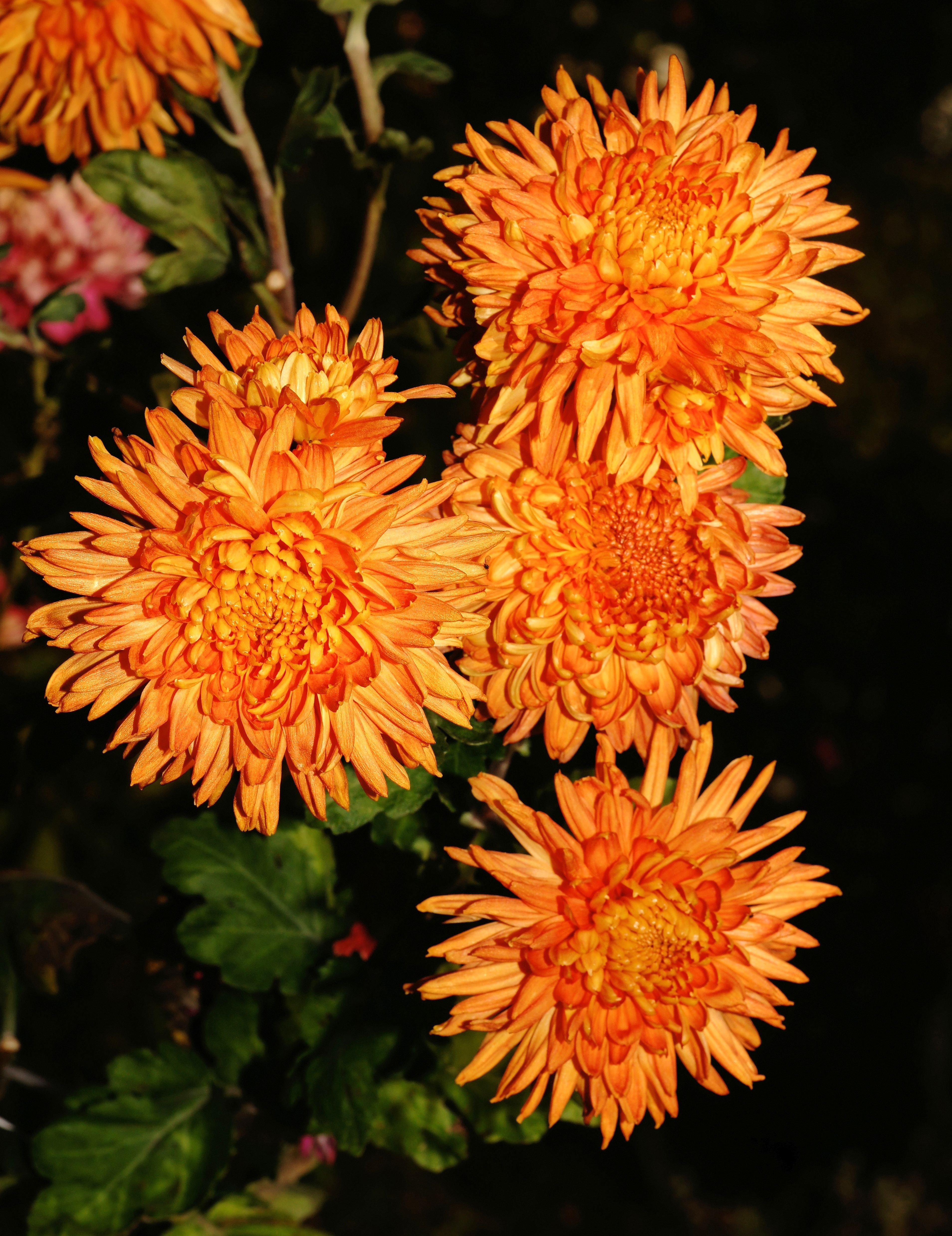 orange flowers lot