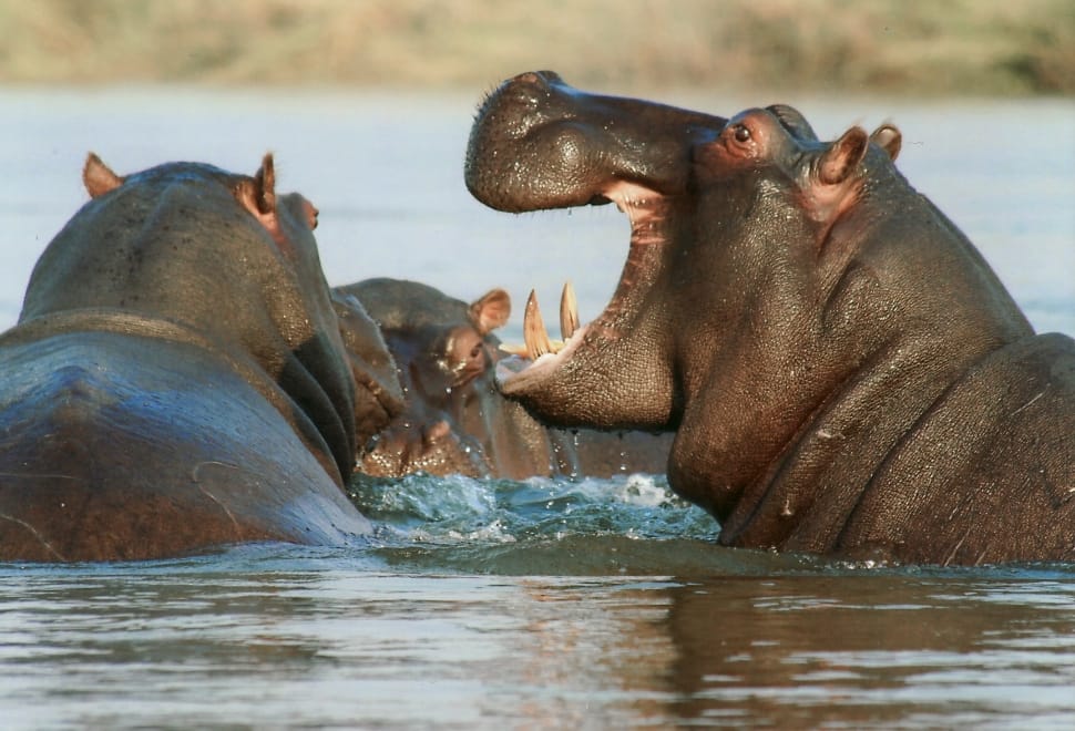 htee hippopotamus in river photos preview