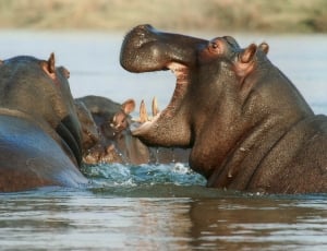 htee hippopotamus in river photos thumbnail